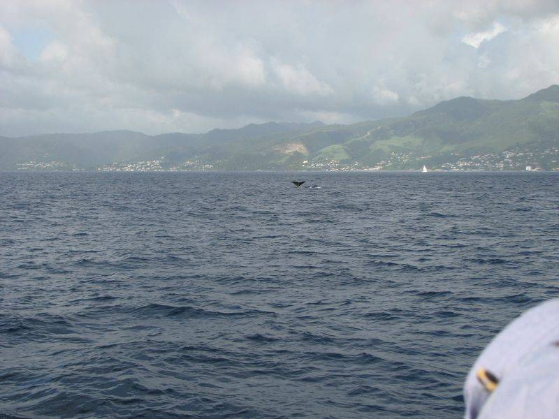 IMG_4768.jpg